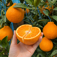 [3월한정수량] 서귀포 제주 한라봉, 1박스, 10kg