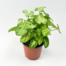 글라스가든 싱고니움 소품 관엽 수경재배 수중 실내공기정화 키우기 쉬운 식물 키우기, 1개