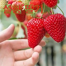 [산지직송] GAP 설향 홍희딸기 초고당도 프리미엄 생딸기, 1개, 설향 딸기 500g 대 (30입/팩) x 1팩