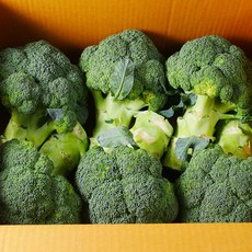 야채삼촌 브로콜리 특품, 1박스, 브로콜리 2kg