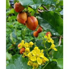 超好種植小巧香甜花生奶油果苗，新手也能種植成功的果苗，陽台盆栽首選, 花生奶油果苗