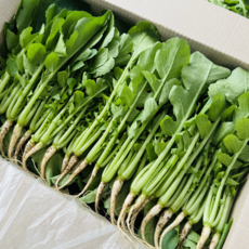 [달콤밥상 어린열무] 강원도 철원 산지직송 어린열무, 1개, 2kg