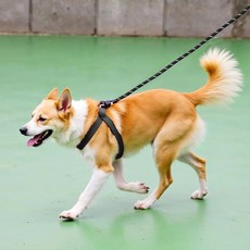 아라크네 강아지 소형견 중형견 애견 로프 산책줄 목줄 리드줄 3M, 검은색, 1개