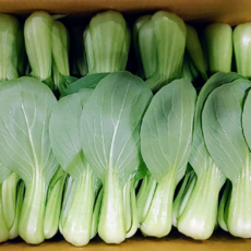 청경채 4kg / 1박스 업소용 식당용 샤브샤브 야채