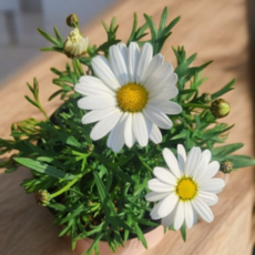 [안녕두구동]목마가렛 마가렛 희귀 일본 목마가렛 모음, 1개, 라리타화이트