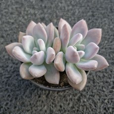 봄의정원 오팔리나 다육