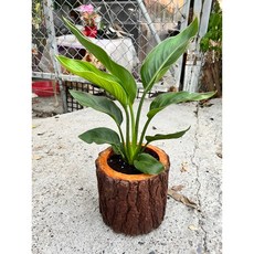 天堂鳥木材盆栽，特價800元，趙姓少見限量, 1個