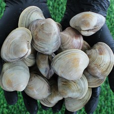 제철 백상합 백생합 백합 조개 2kg 산소포장 캠핑 조개구이, 1개