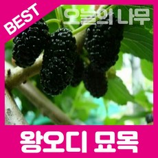 오디나무묘목 왕오디 설탕왕오디 판매합니다., 1개, 상묘