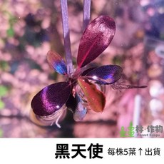 Forest Crops 黑天使水草 水族箱造景 淨化水質 易於種植 每株5葉, 1個