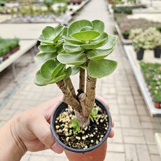 아비가든 녹비단 1+1 (식물2+받침2) 은행목 키우기좋은 다육이 식물, 1세트