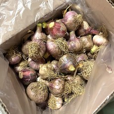 산지직송 국산 햇마늘, 1박스, 햇마늘 3kg