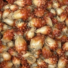 당일조업 통영 통멍게 특품, 1박스, 3kg (36-45미 내외)