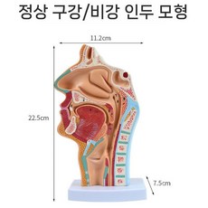 얼굴 코 한의원 비강 해부도 모형 병원 인체, 1개