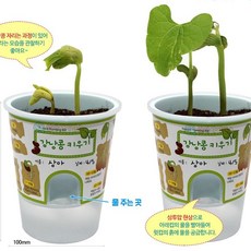SA 거꾸로 물주기 화분 강낭콩 키우기 1인 식물기르기 과학교구 강낭콩키우기 원예교구 강낭콩, 보리