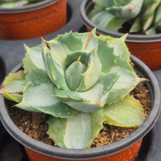 [소소한다육] 왕비뇌신금 아가베속 선인장 다육식물