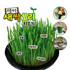 재배기 새싹보리 키우기 키트 재배기 - 국내산 새싹보리키우기 재배기 키트, 1개
