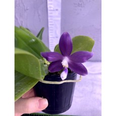 [루반정원] (원종 호접)Phalaenopsis tetraspis 'Purple Bul', 1개
