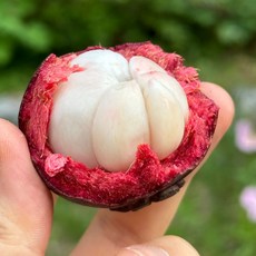 [초고당도] 20Brix 태국산 항공직송 생 망고스틴, 1박스, 500g