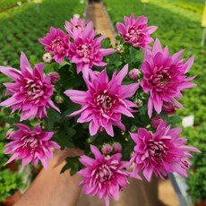 [무지개꽃/색상선택17종] 가드닝 국화 (꽃크기 6cm 소국 화분), 23. 분홍 홑꽃 (브리즈 핑크), 1개