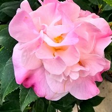 에덴플랜트 서향동백 지름 10cm포트 동백나무 겨울꽃 야생화 노지월동 향기나는꽃 동백꽃, 1개