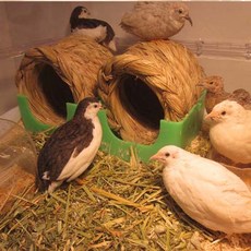 풀 냄새 솔솔 ~건초 바닥재 1.2kg (병아리베딩.메추리베딩), 1개