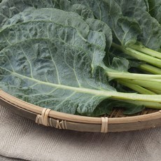 친환경 유기농 케일 즙용 녹즙 쥬스 쌈 500g 1kg 2kg, 1박스