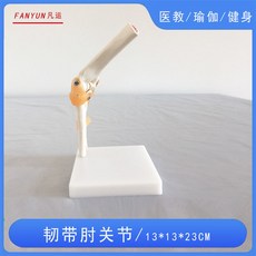 人體膝關節模型功能肩肘手腳髖可動骨骼醫學骨架六大關節人體骨骼模型, 韌帶肘關節, 1個
