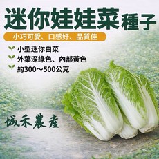 城禾農產 迷你娃娃菜種子 一代交配 迷你小白菜種子, 1個, 分包裝2克（約540粒）