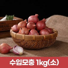 2026 미얀마 햇샬롯 햇모충 살롯1kg (작은사이즈), 1개, 1kg