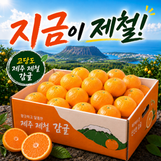 [2만리뷰]산지직송 고당도 천하일품 서귀포 제철 감귤, 1박스, 1kg 소과