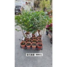 霏霏園藝香花紫藤 德州山月桂 常綠大灌木 原產美國德州 墨西哥 耐寒耐熱耐旱 花期秋至初冬, 1個