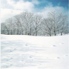 스튜디오배경지 유튜브 설산 링조명 배경 배경지 배경천, 2x1.5m, 1개, 다크그린