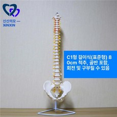 인체 해부학 모형 대퇴골이 신체구조 뼈모형 골반, C1형 행잉 80cm 골반 포함, 1개, 기본 색상