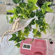 안깨지는 도마뱀 사육장 풀세트 크레스티드게코 사육장 크레 파충류 양서류 케이지 은신처, 1세트, 타입4