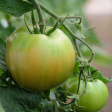 [재구매율1위] 3 000개한정 단짠단짠 당일수확 대저토마토, 1개, 2.5kg (혼합과)