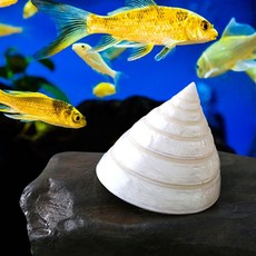 구피 베타 어항 꾸미기 바닥재 수족관 소라 장식 용품bel7+4TmP