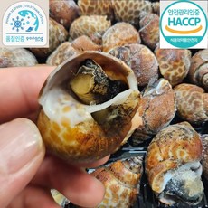 구룡포 자숙 범고동, 2세트, 500g(37미 내외)