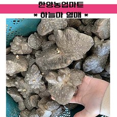 씨종자-하늘마종자 열매마종자 모종 씨앗 1KG, 1개