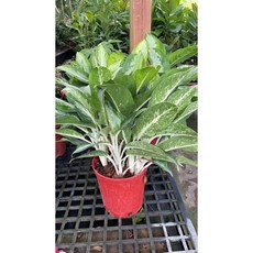 霏霏園藝 真情粗肋草，8吋盆, 1個