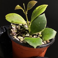 호야 휴스켈리아나 알보 마지나타 바리에가타 동일품배송