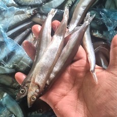 가장 기름지고 고소 노르웨이산 대왕 열빙어 시사모 알이 꽉찬 급냉한 열빙어, 1세트, 1kg