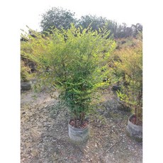 霏霏園藝南天竹盆栽 株高90-100公分 特價1000元 綠植盆栽 居家裝飾, 1個, 樹加盆種到好1600元