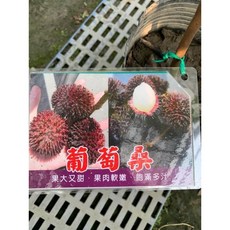 葡萄桑靠接苗 高度60-70公分 黑貓宅配貨到付款