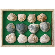 3종 12개입 초등과학 실물 조개화석 관찰 표본 식물 학습 교구 생물 퇴적물 체험 유치원 뼈 지층 역사