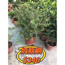 霏霏園藝 奶瓶刷7吋, 1個