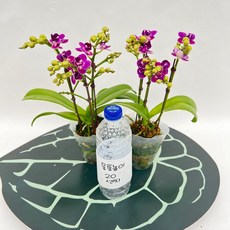 미니호접란 찐블루베리 쌍대 1+1 무배행사 보라꽃 스마일화훼유통, 1세트