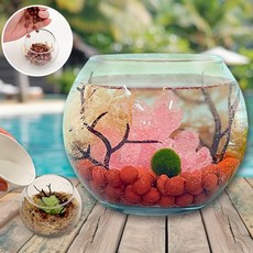 마리모 키우기 세트 관리가쉬운 마리모세트 키트 식목일 DIY 수경화분 어항 수중식물, 미니 어항 마리모 키우기 세트