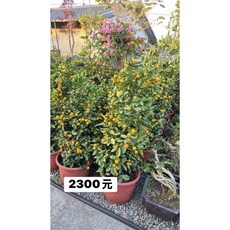 霏霏園藝 四季金桔盆栽 110-150公分 高大吉大利招財金寶, 1個, 110-130公分高2300元