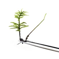 가든홀릭 나무이끼 1촉 희귀이끼 국산생이끼 테라리움, 5개